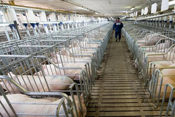 《四川省“十四五”生猪产业发展推进方案》出炉